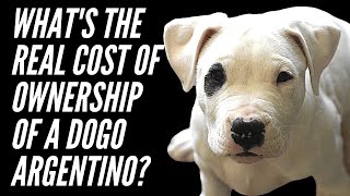 WHAT’S THE REAL FIRST YEAR COST OF OWNING A DOGO ARGENTINO DOG 2020 [upl. by Ayoj461]