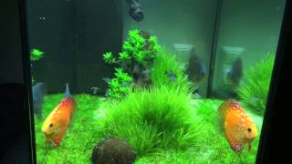 Juwel Lido 200 new discus aquascape [upl. by Eitra]