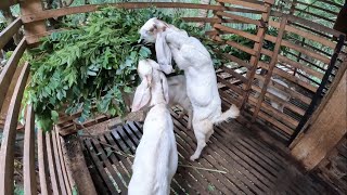 quotஆடுகளில் புழுக்கள் விரட்டும் மருந்து எளிய வழி  Goat Deworming Tips for Healthy Goatsquot [upl. by Dotty]