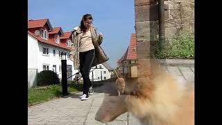 VDH Shelties vom Ponyhügel Ringtraining mit Welpe Orell in Woche 16 [upl. by Arbe86]