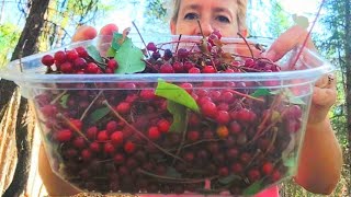 CONNECTING WITH NATURE Forraging and making choke cherry and rose hip jam Kootenai Falls Montana [upl. by Ahsoj]