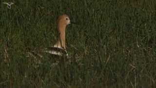 American Avocet [upl. by Gardel]