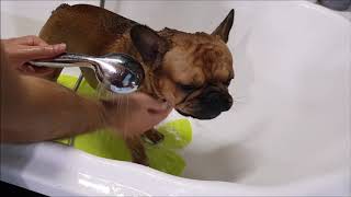 Time Lapse French Bulldog Deshedding And Bathing [upl. by Friede]