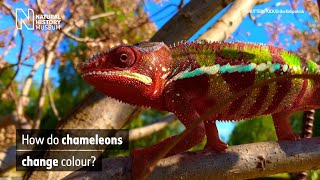 How do chameleons change colour  Natural History Museum [upl. by Alansen]