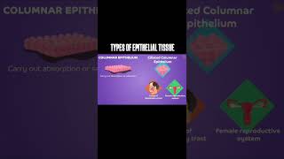 Types of Epithelial Tissue science Anandbiology [upl. by Seilenna]