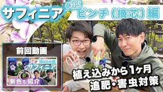 サフィニア 摘心（ピンチ）編！新色「るりいろ風ぐるま」の生育の様子もご紹介【ペチュニア】 [upl. by Qirat]