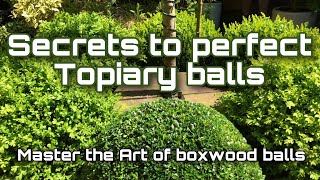 Topiary boxwood ball Tutorial  Trimming Tips topiarytutorial boxwoodballs topiaryballtrimming [upl. by Bendicty]