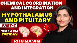 Hypothalamus and Pituitary 02  Chemical Coordination and Integration Detailed class  Ritu Rattewal [upl. by Ynnatirb]