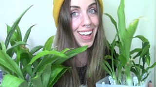 My Catasetum Orchids  a tour of the rest 13 Plants [upl. by Dnalkrik]