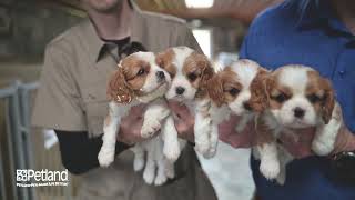 Petland Racine Kennel Tour 189 [upl. by Ahter418]