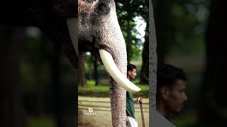 കുഞ്ചൻ 🤍😍  ukkens kunju elephantnewshortsshorts feed [upl. by Hesky]