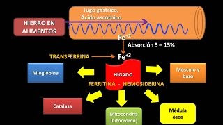 Uso del cuarzo como guía de exploración de oro ⛏👷‍♂️ [upl. by Aubyn795]