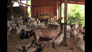 Redwood Hill Goat Farm The Land Of Happy Goats [upl. by Neelyar]