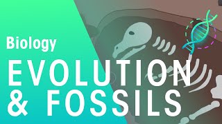 Fossils amp Evidence For Evolution  Evolution  Biology  FuseSchool [upl. by Todhunter]