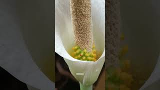 Amorphophallus variabilis in bloom nature amorphophallus plants reels [upl. by Euqenimod]