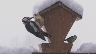 DVD quotDie Vogelwelt am Futterplatzquot von Susanne Hoffmann [upl. by Medor511]