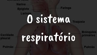 O sistema respiratório [upl. by Guyer]