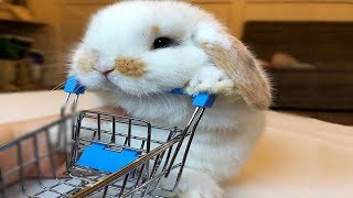 Funny Baby Bunny Rabbit Videos 8  Cute Rabbits 2018 [upl. by Rahcir]