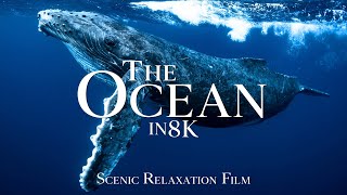 The Ocean in 8K ULTRA HD 60FPS  Scenic Wildlife Film with Calming Music [upl. by Kakalina245]