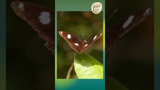 Dazzling Varied Eggfly Butterfly Stunning Wings in Daintree  Eastern Kuku Yalanji Country [upl. by Aihsei]