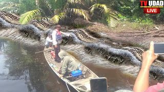 The Mystery of a Giant Snake in the Deep Forest of Borneo Indonesia 50 meters long [upl. by Bander]