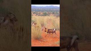 Wild dogs hunting deer shorts [upl. by Htezzil]