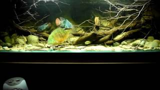 Central American cichlids feeding time [upl. by Louanne]