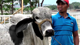 AGROSHOW CHIQUIMULA [upl. by Troy687]