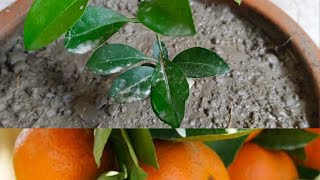 How To Grow Orange Seed At home । Santra fruit Seeds growing । Love Of Tree shorts y shortsvideo [upl. by Rhtaeh979]