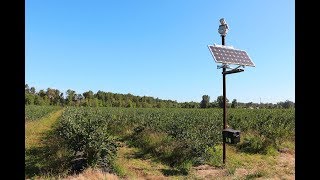 Vogels verjagen met laserlicht bij bosbessenteler  99 vogel reductie [upl. by Anaimad]