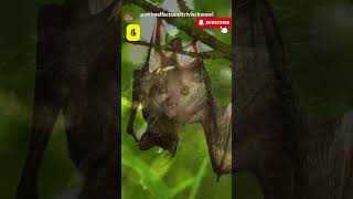 Top 10 Nocturnal Animals in the Rainforest [upl. by Afatsum928]