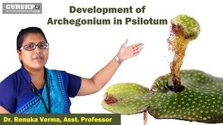 Development of Archegonium in PsilotumBSc MSc [upl. by Suehtomit]