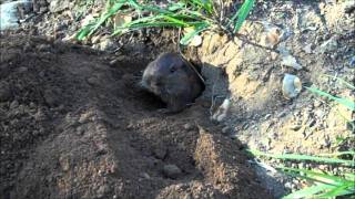 Pocket Gopher [upl. by Hanover]