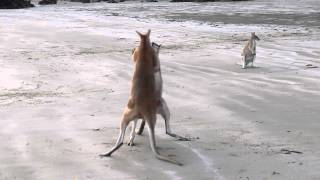 Wallaby Fight on the beach of Cape Hillsborough [upl. by Alexi408]