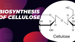 Biosynthesis of cellulose cellulose synthesis cellulose synthesis in cell membrane [upl. by Creighton934]