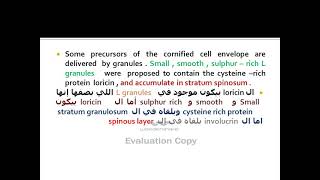 Epidermis 12  keratinocyte 11 cornified cell envelope part 3 [upl. by Kaylee402]