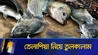 থাইল্যান্ডে তেলাপিয়া নিয়ে তুলকালাম । Thailand Tilapia Fish । Maasranga News [upl. by Decamp24]