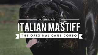 THE ORIGINAL CANE CORSO ITALIAN MASTIFF [upl. by Sammie]