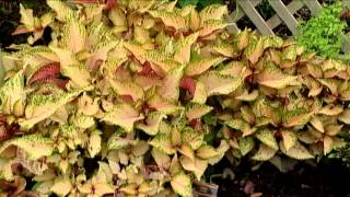 Coleus Collection [upl. by Natye]