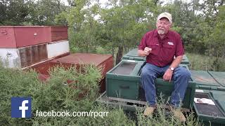 Can I Jump Start Quail Populations [upl. by Nautna]