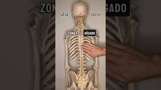 DOLOR DE ESPALDA Y DISFUNCIÓN VISCERAL osteopatia madrid masaje TerapiaManual osteopata [upl. by Scammon722]