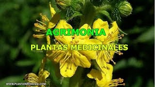 La Agrimonia  Propiedades y Beneficios Medicinales [upl. by Seigler414]