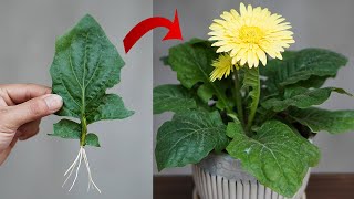 Tips For Planting Gerbera Leaves 100 Success [upl. by Sheldon]