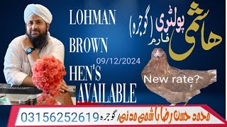 HASHMI POULTRY FARM GOJRA LOHMAN BROWN HENS AVAILABLE IN GOJRA DISTRICT TOBA [upl. by Flss]