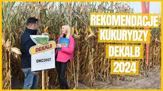 Wybierz odmianę kukurydzy Dekalb na sezon 2024 [upl. by Takakura]