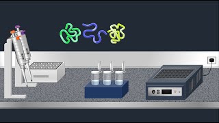 SDSPAGE Sodium Dodecyl Sulfate–PolyAcrylamide Gel Electrophoresis–Animation [upl. by Ramsdell90]