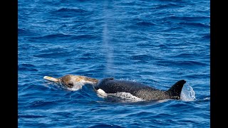 Beaked Whale Pursuit by the Bremer Canyon Orcas [upl. by Osbourne]