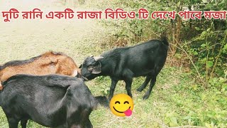 Viral goat lover video goat video goatmeeting funny viralgoat goat videos [upl. by Atineg153]