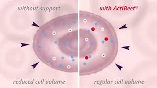 ActiBeet® L natural source of betaine [upl. by Odragde356]