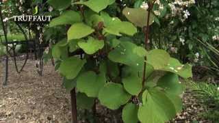 Comment planter un kiwi au jardin  actinidia   Truffaut [upl. by Alwitt874]